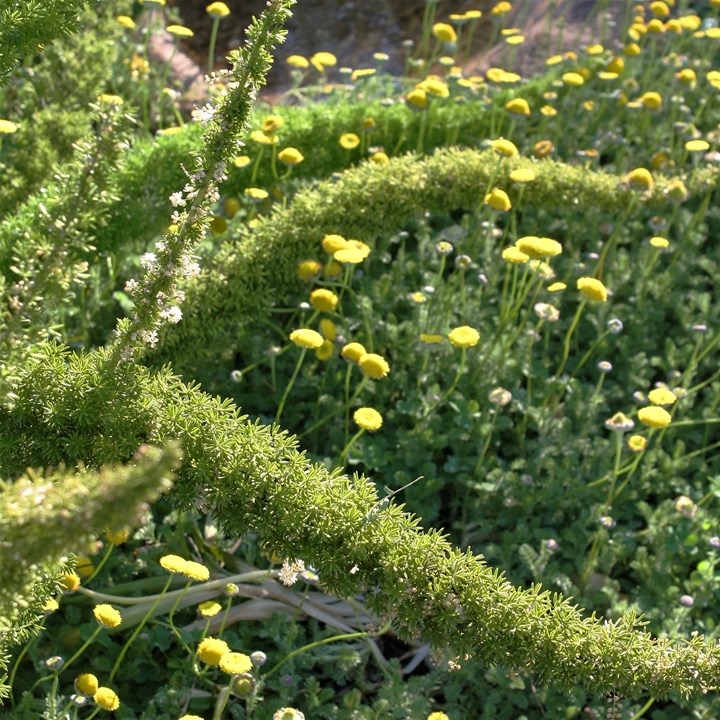 Asparagus densiflorus Myersii Cat's Tail Asparagus Katstert